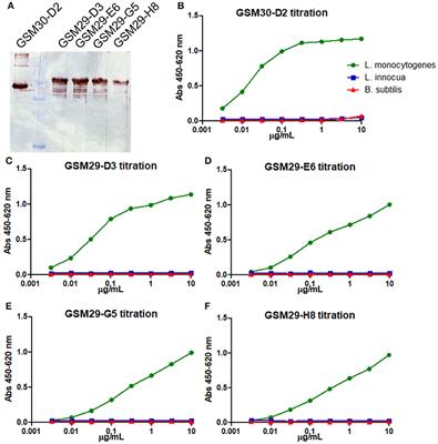 Phage Display-Derived Monoclonal Antibodies Against Internalins A and B Allow Specific Detection of Listeria monocytogenes